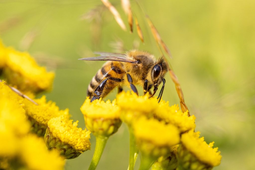 Bild von einer Biene wie sie eine Blüte bestäubt
